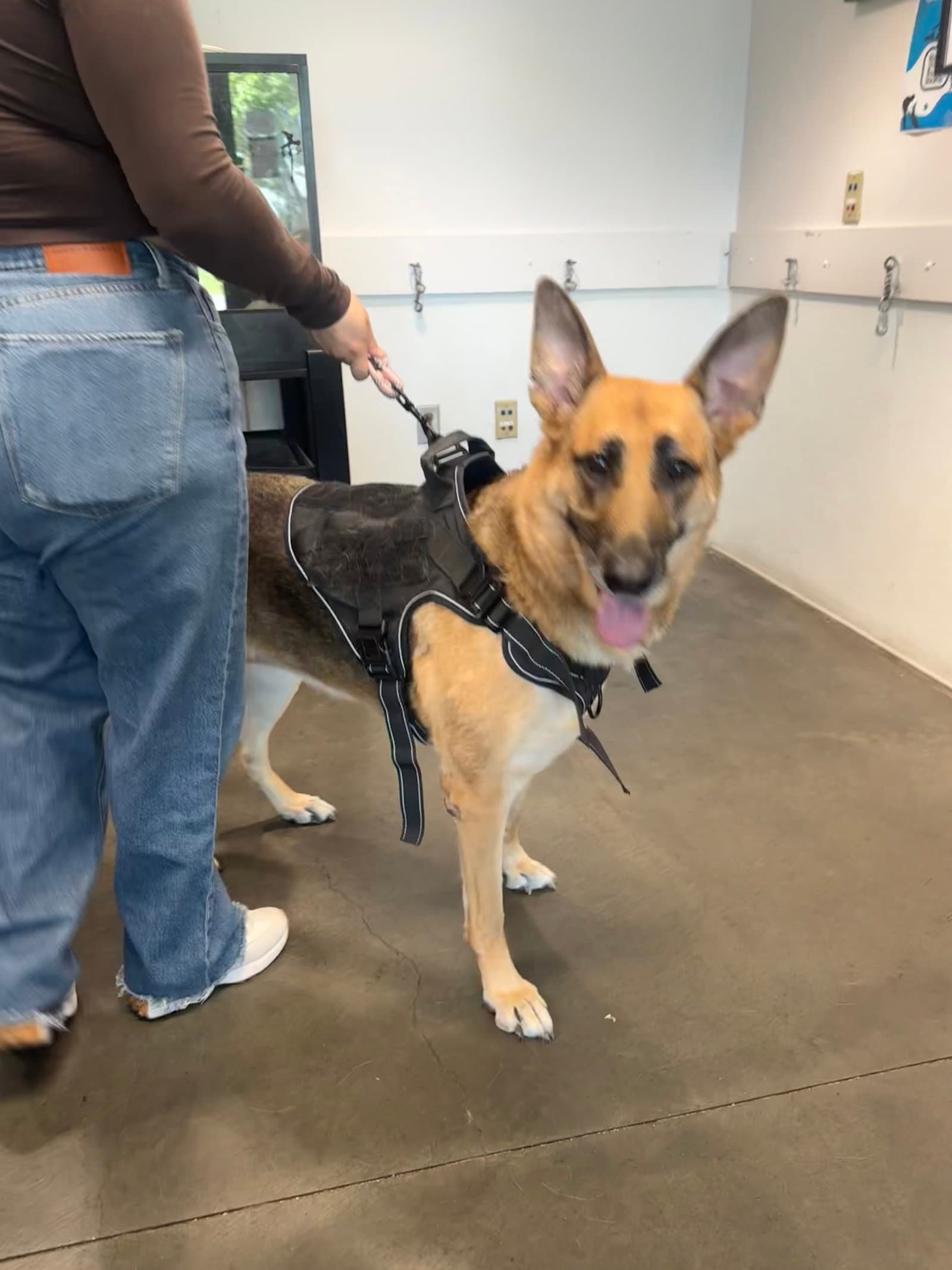 Willo - German Shepherd Dog