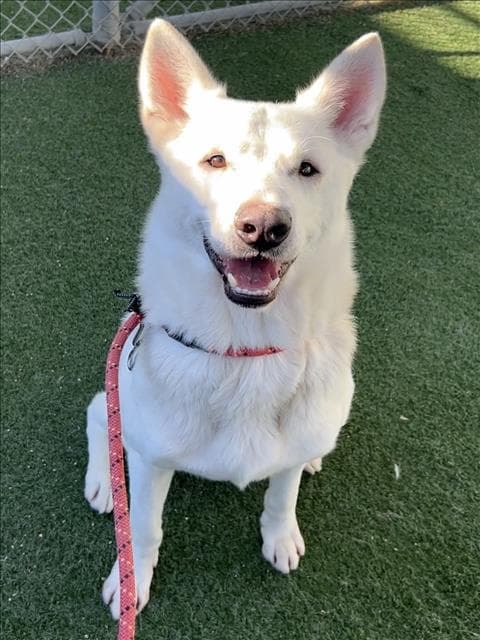 Stitch - Samoyed