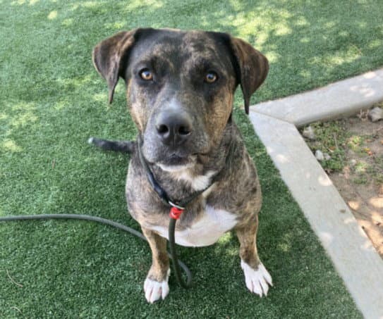 Rony - Catahoula Leopard Dog