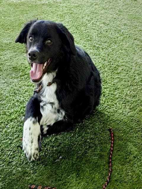 Tony - Tibetan Spaniel