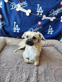 Neto image 1