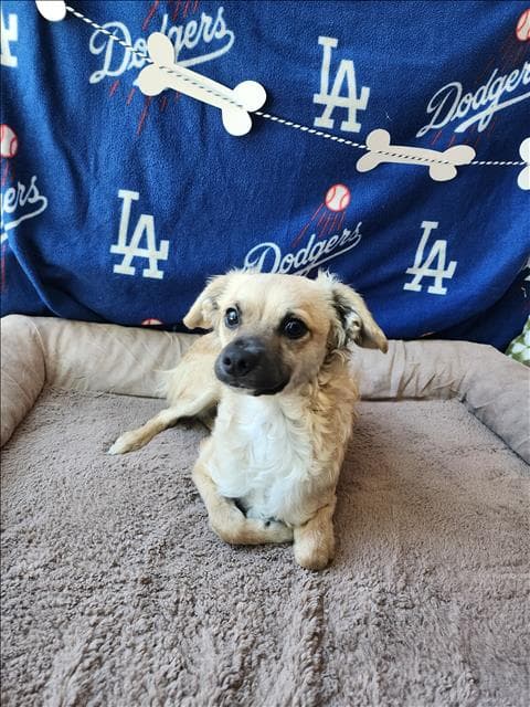 Neto - Tibetan Spaniel