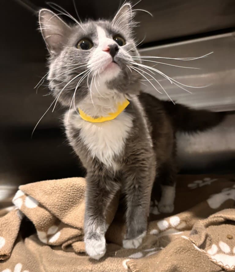 Nimbus - Domestic Short Hair