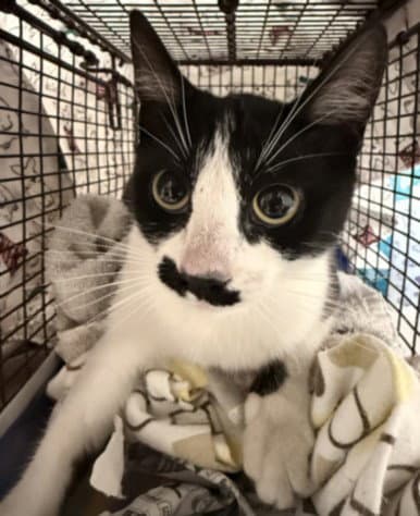 Stove - Domestic Short Hair