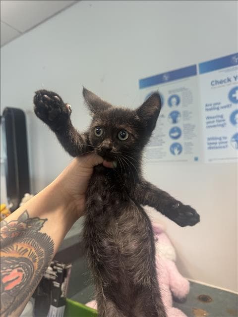 Whiskers - Domestic Short Hair