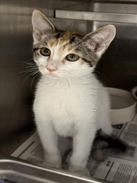 Sugar - Domestic Short Hair