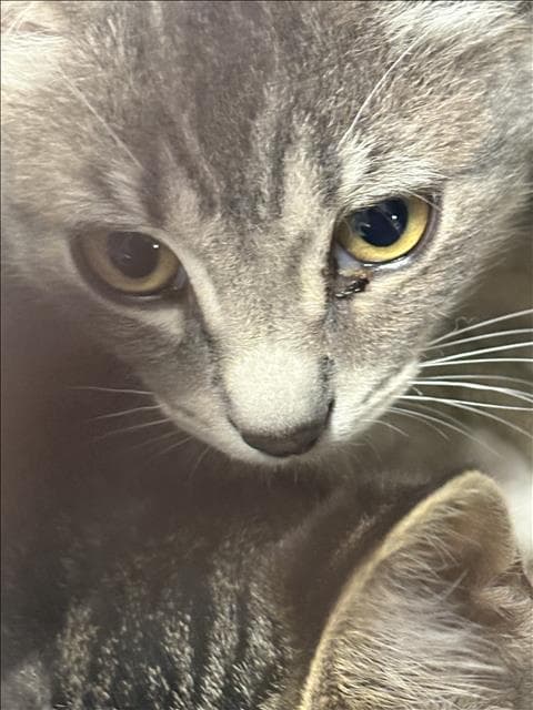 Geo - Domestic Short Hair