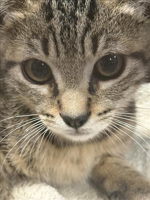 Unknown - Domestic Short Hair