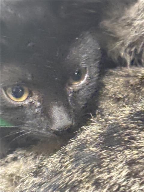 Mary - Domestic Short Hair