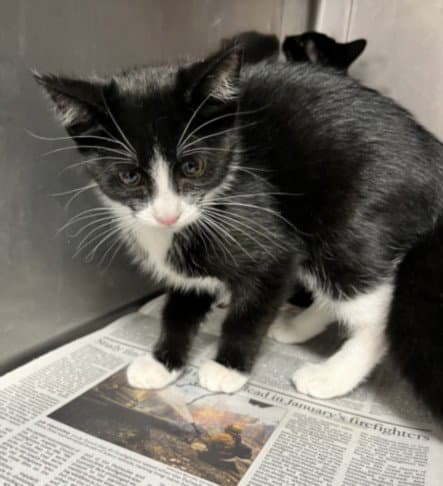 Lili - Domestic Short Hair