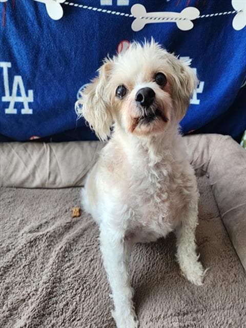 Dolores - Maltese