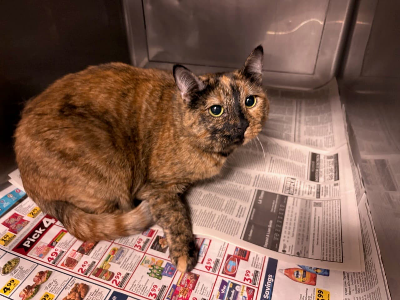 Coco - Domestic Short Hair