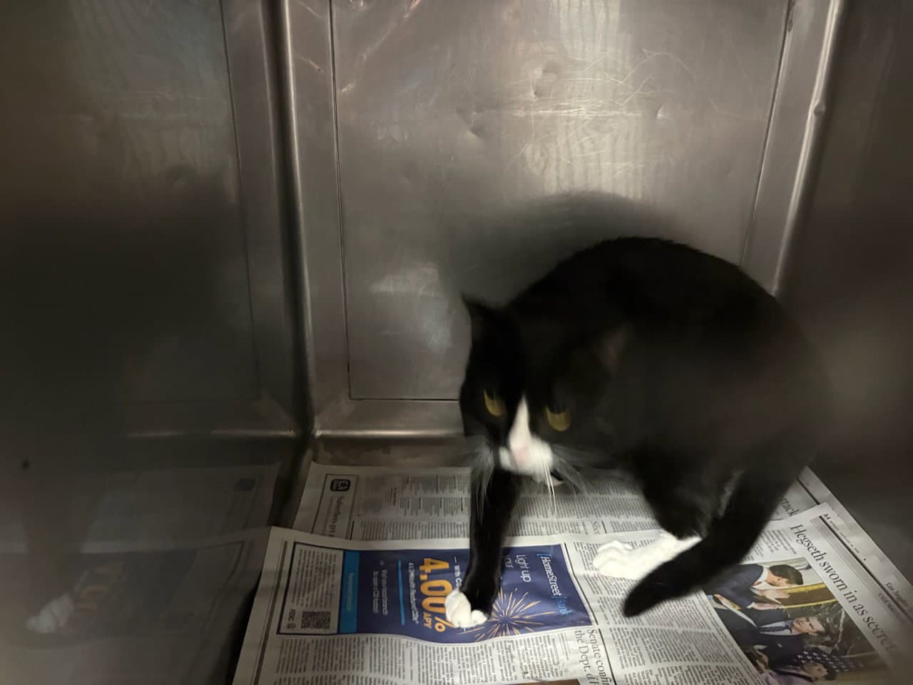 Chandler - Domestic Short Hair