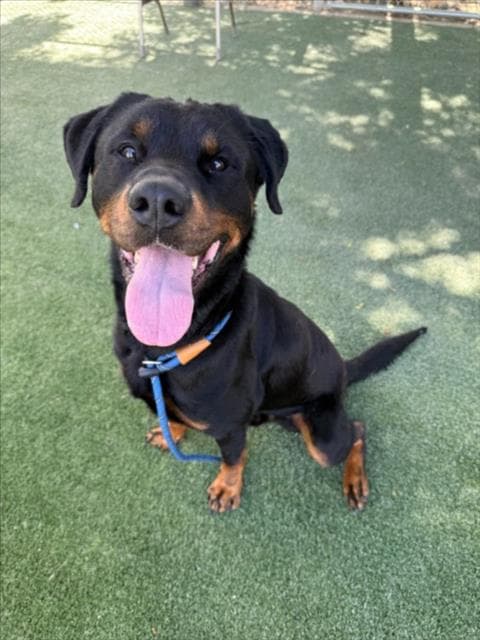 Mbappe - Rottweiler