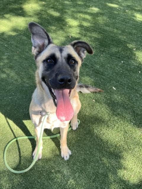 Marigold - German Shepherd Dog