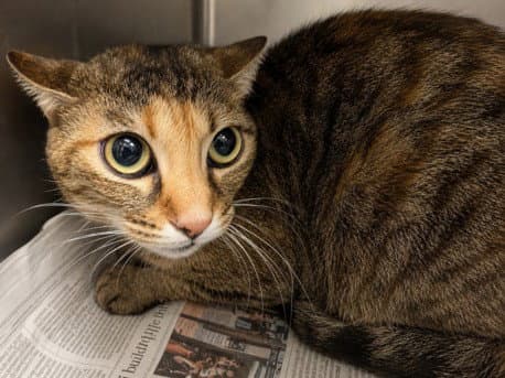 Rosie - Domestic Short Hair
