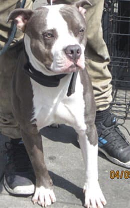 Gunner - Pit Bull Terrier