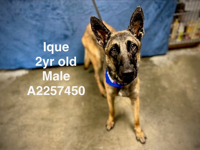 Ique - Belgian Shepherd Malinois