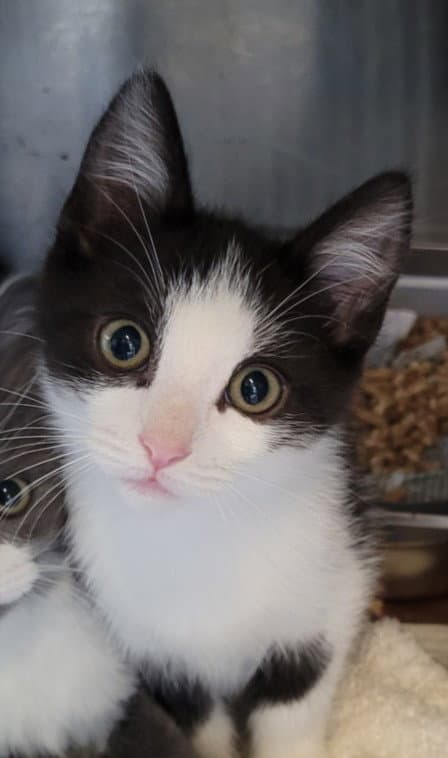 Peanut - Domestic Short Hair