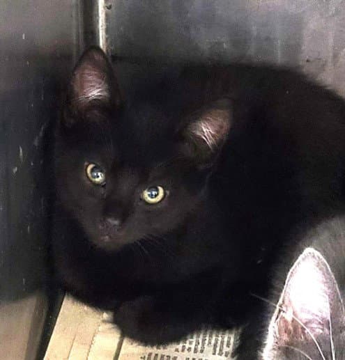 Lady - Domestic Short Hair