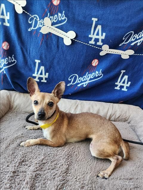 Sandy - Chihuahua