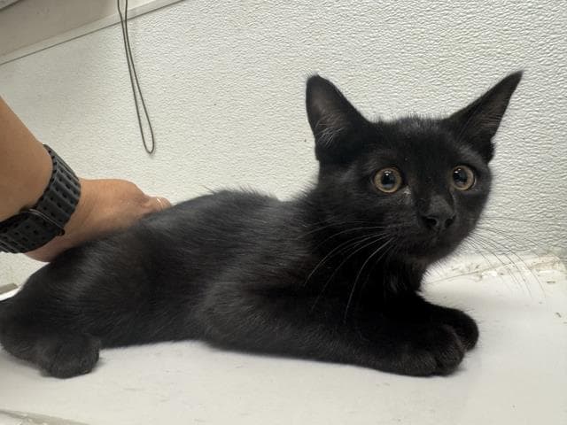 Sage - Domestic Short Hair