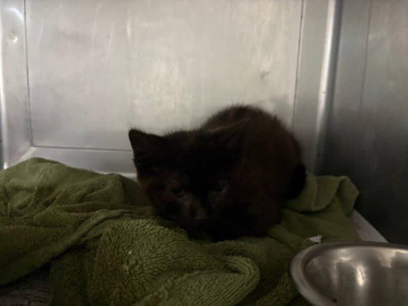 Harold - Domestic Short Hair