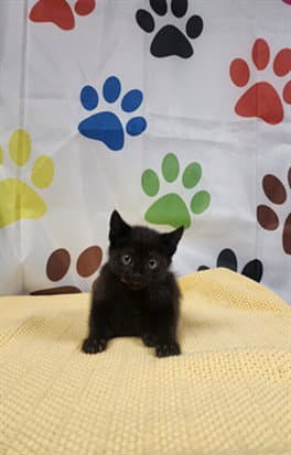 Aplha - Domestic Short Hair