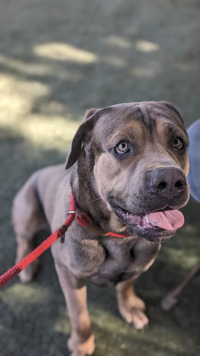 Rich - Mastiff