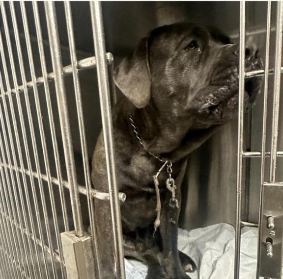 Famous - Mastiff