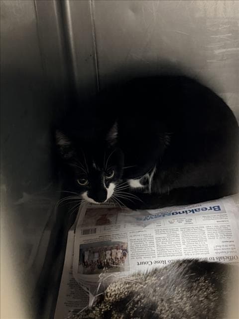 Bono - Domestic Short Hair