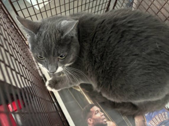Puka - Domestic Short Hair