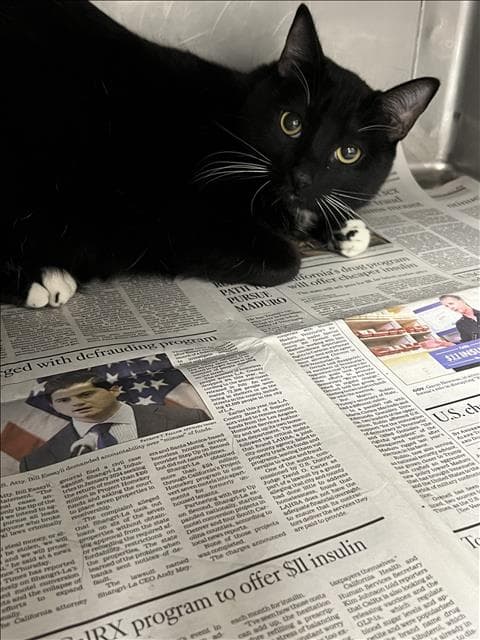 Spot - Domestic Short Hair