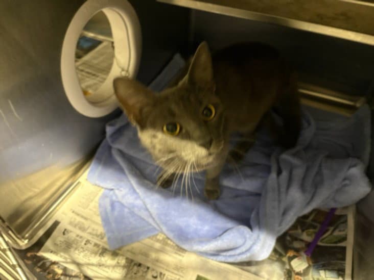 Nancy - Domestic Short Hair
