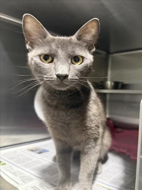 Nancy - Domestic Short Hair