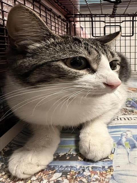 Tiny - Domestic Short Hair