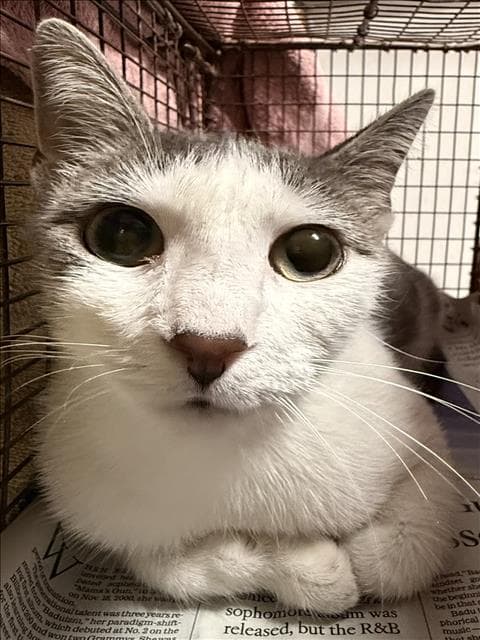 Ash - Domestic Short Hair