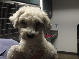 Molly image 1