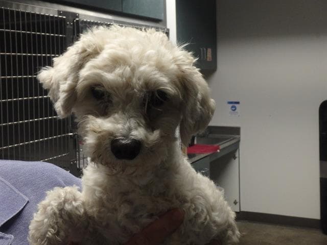 Molly - Poodle (Miniature)