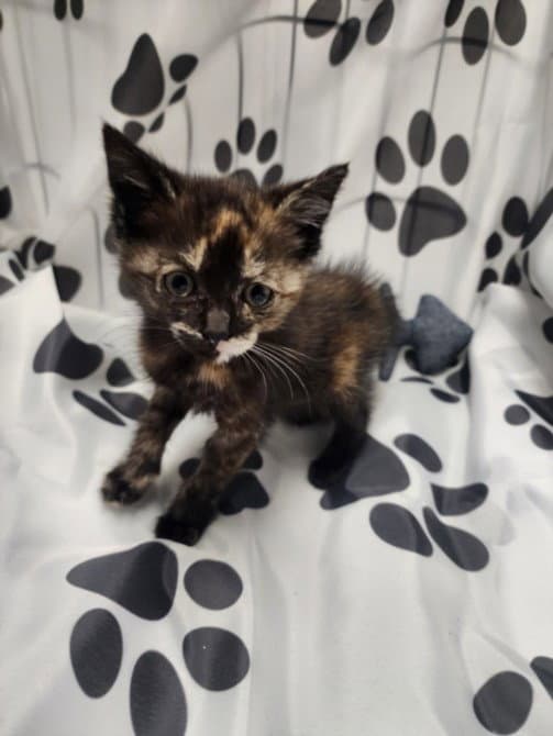 Paris - Domestic Short Hair