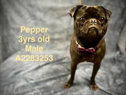 Pepper image 1