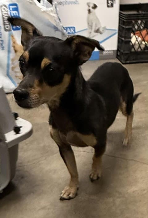 Scrappy - Dachshund