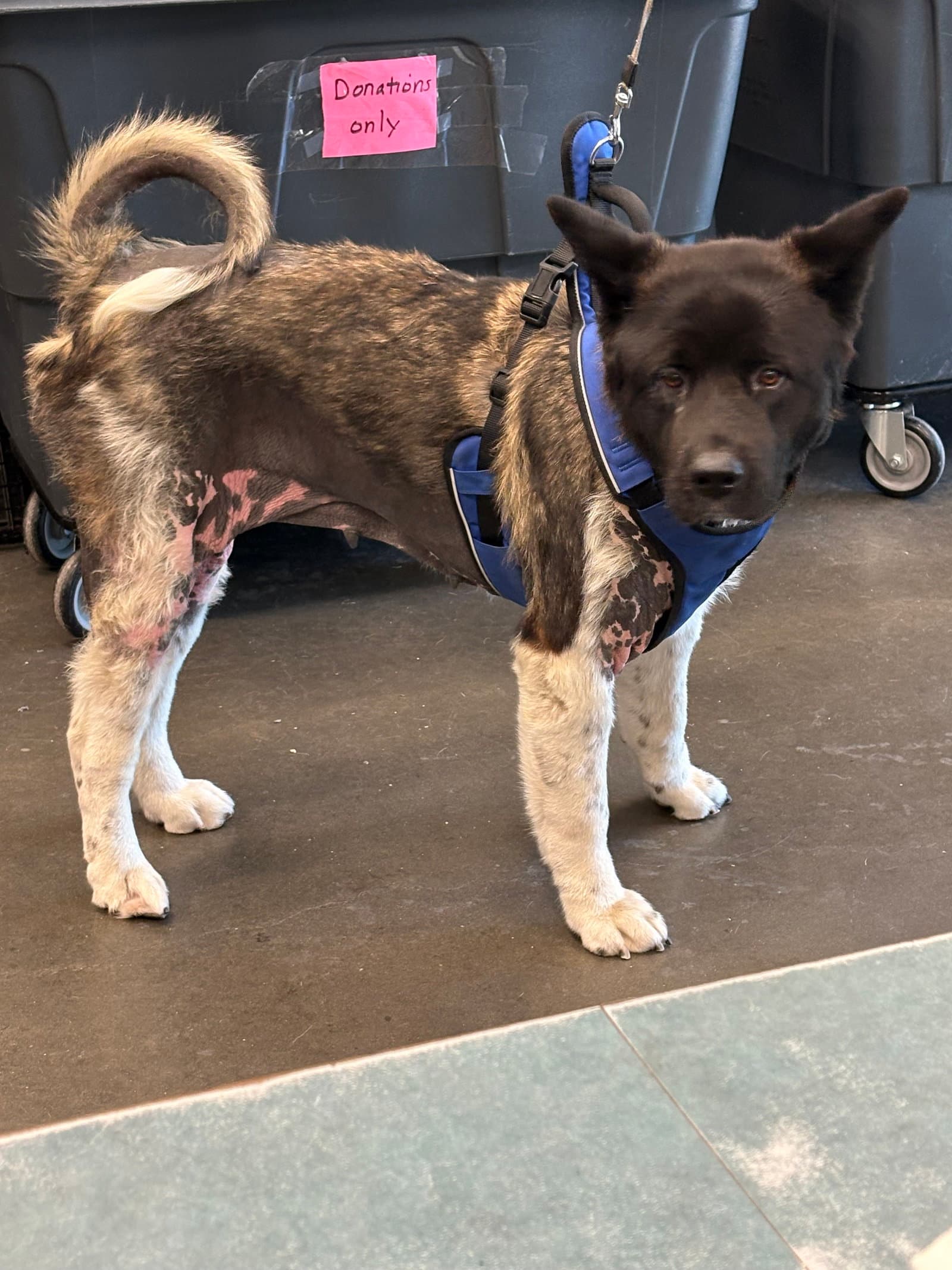 Athena - Akita
