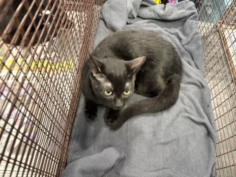 Alex - Domestic Short Hair