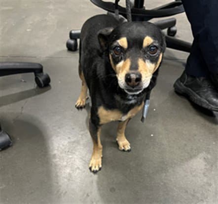 Lucky - Dachshund