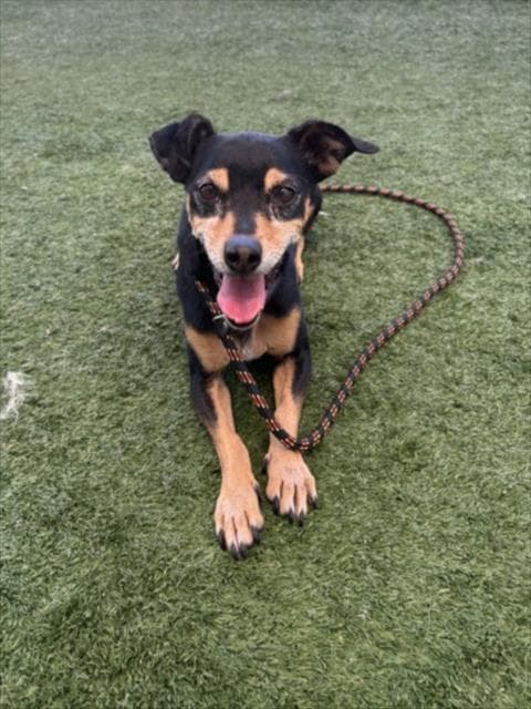 Lucky - Dachshund