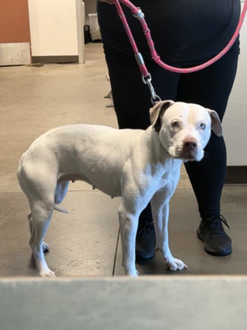 Sugar - American Staffordshire Terrier