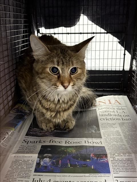 Mom - Domestic Short Hair