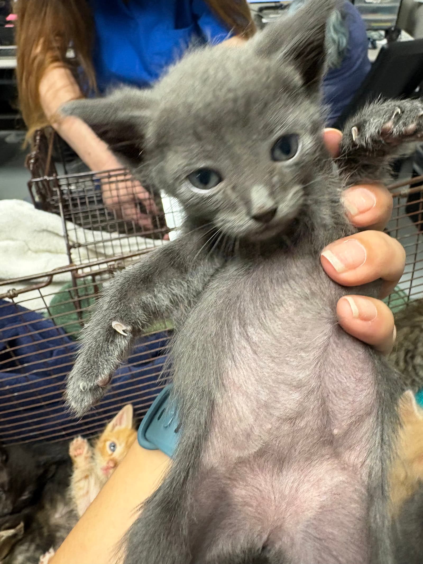 Lolo - Domestic Short Hair