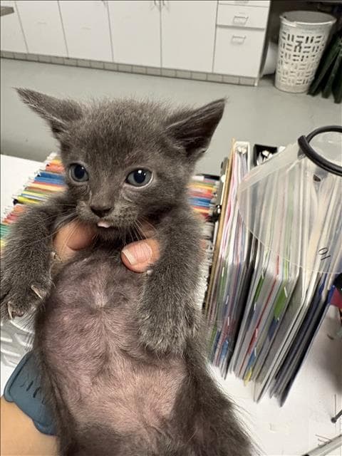 Milo - Domestic Short Hair
